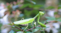 DSC_9233_400